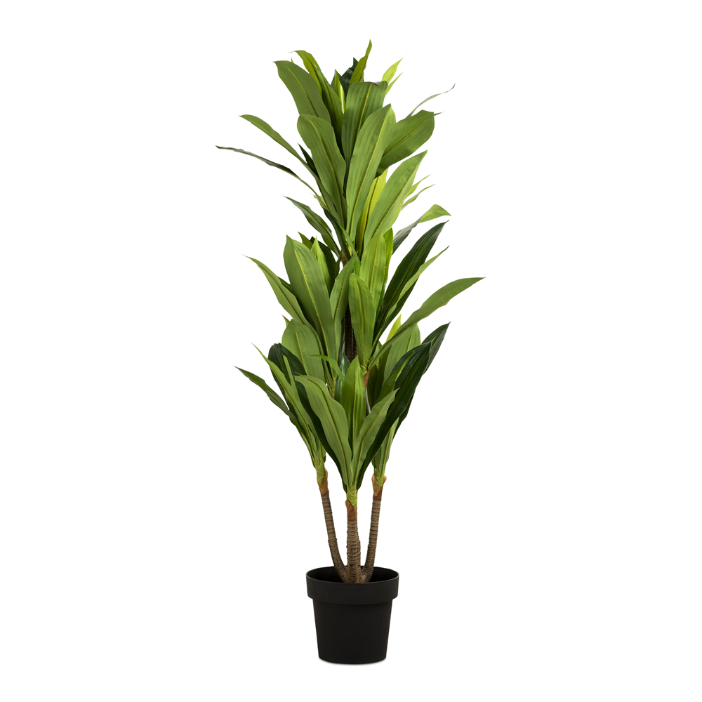 Dracanea In Plastic Pot 130cm